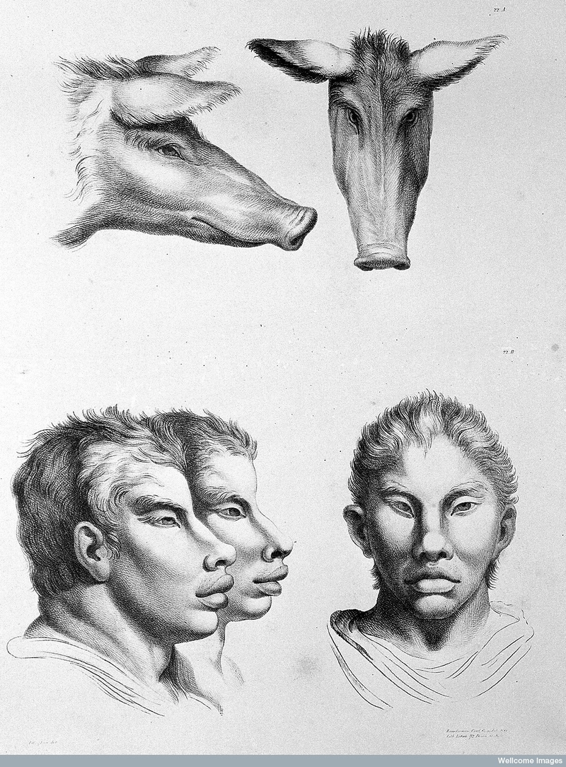 Illustration for article titled Baroque-Era Drawings Reveal Early Ideas About Evolution